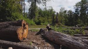 Phelan, CA Tree Care Company