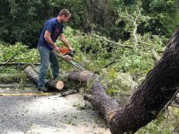 Best Firewood Processing and Delivery  in Phelan, CA