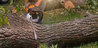 Best Fruit Tree Pruning  in Phelan, CA