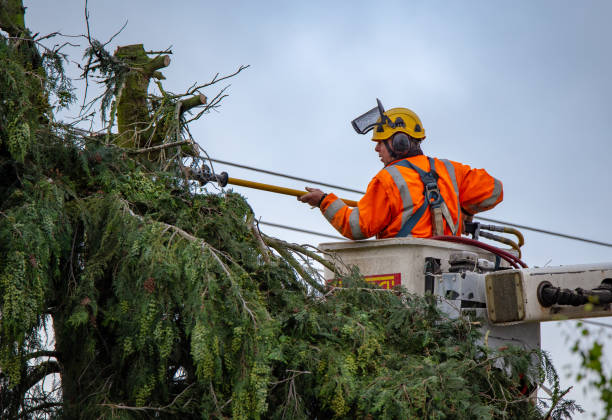 Best Seasonal Cleanup (Spring/Fall)  in Phelan, CA