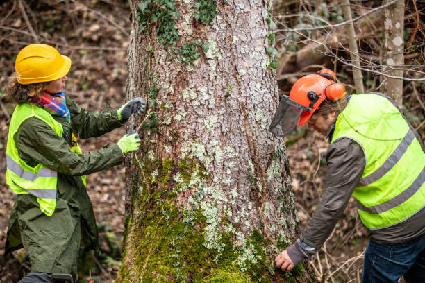 Best Tree Disease Treatment  in Phelan, CA