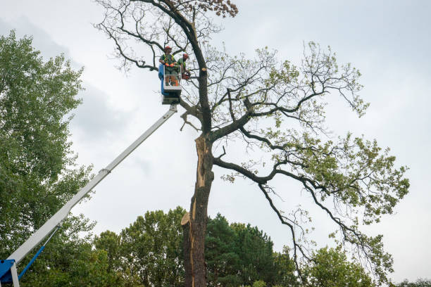 How Our Tree Care Process Works  in  Phelan, CA