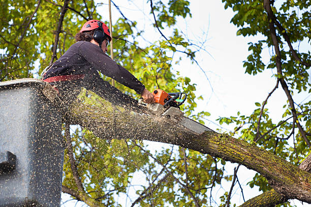 Best Tree Removal  in Phelan, CA