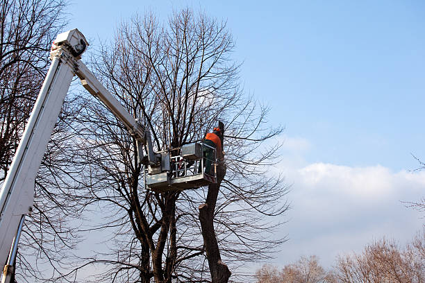  Phelan, CA Tree Care Pros