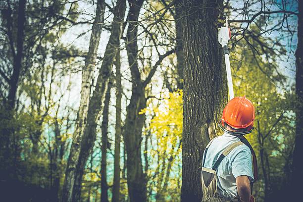 Best Tree Trimming and Pruning  in Phelan, CA