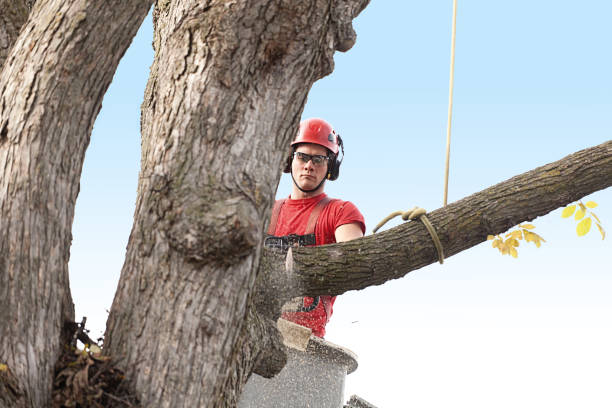Lawn Renovation and Restoration in Phelan, CA