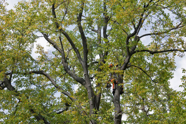 Best Emergency Tree Removal  in Phelan, CA